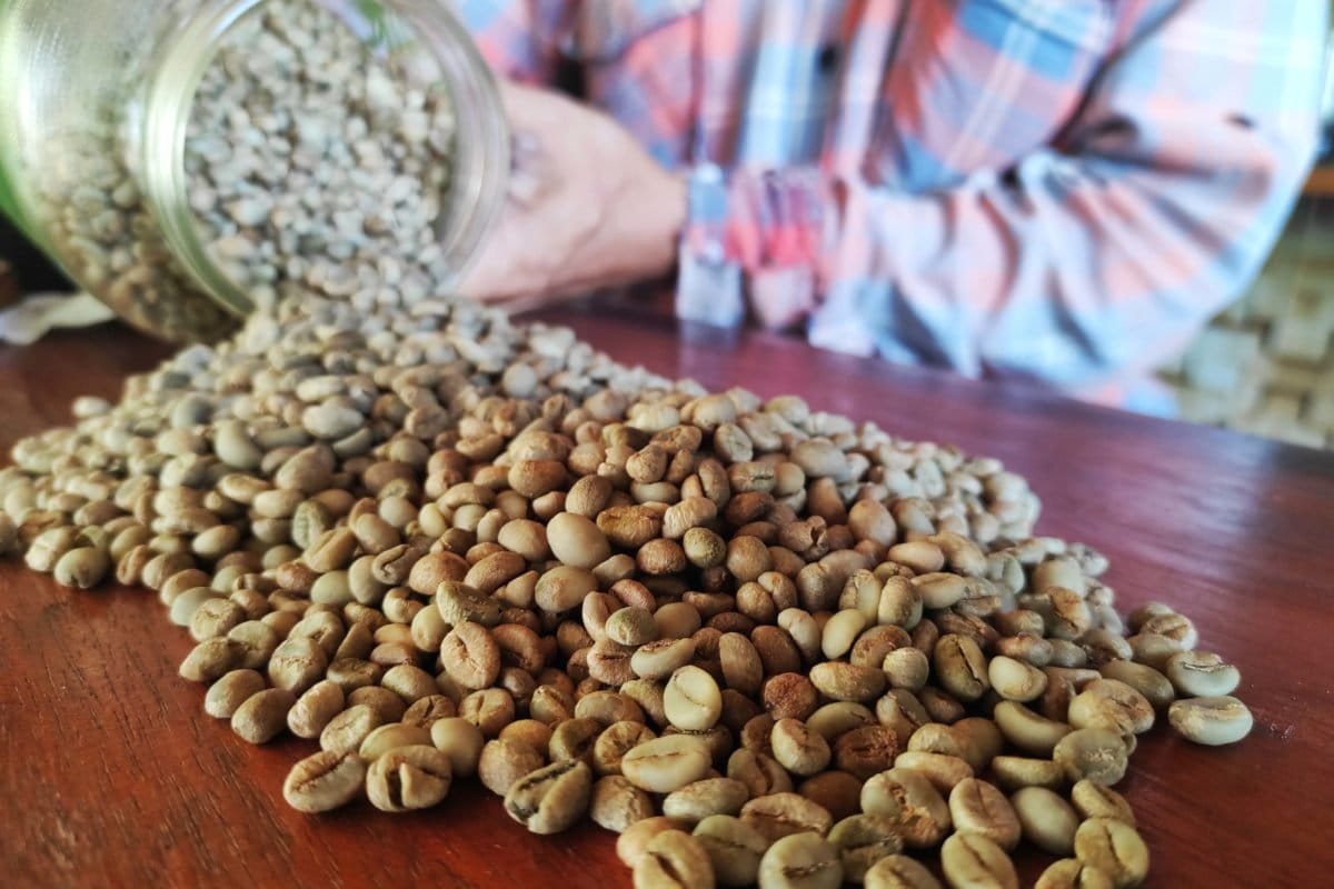 Biji kopi Dulamayo setelah proses pengeringan. Kopi di desa ini jadi salah satu tanaman mencegah bencana seperti banjir yang kerap terjadi. Foto: Sarjan Lahay/ Mongabay Indonesia