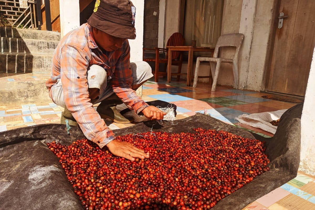 Jemur kopo Dulamayo. Foto: Sarjan Lahay/ Mongabay Indonesia