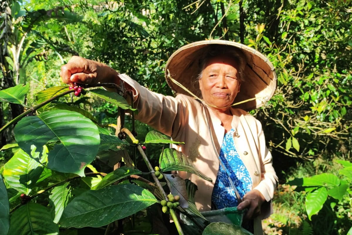 Oma Jau sedang petik kopi Dulamayo. Foto: Kopi Dulamayi, jadi salah satu tanaman mitigasi bencana di daerah ini. Foto: Sarjan Lahay/ Mongabay Indonesia