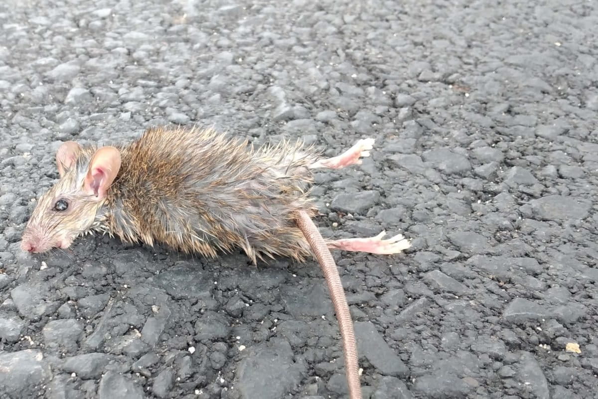 Tikus mati kena racun. Meskipun begitu, racun tak menghentikan hama tanaman ini. Foto: Moh Tamimi/ Mongabay Indonesia
