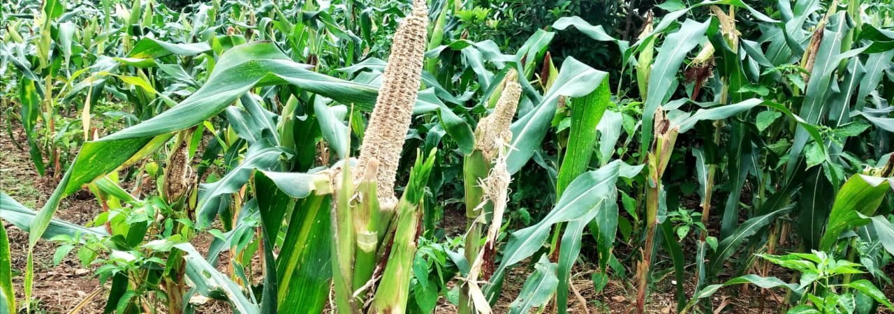 Jagung yang sudah keluar bonggol dimakan tikus. Foto: Moh Tamimi/ Mongabay Indonesia