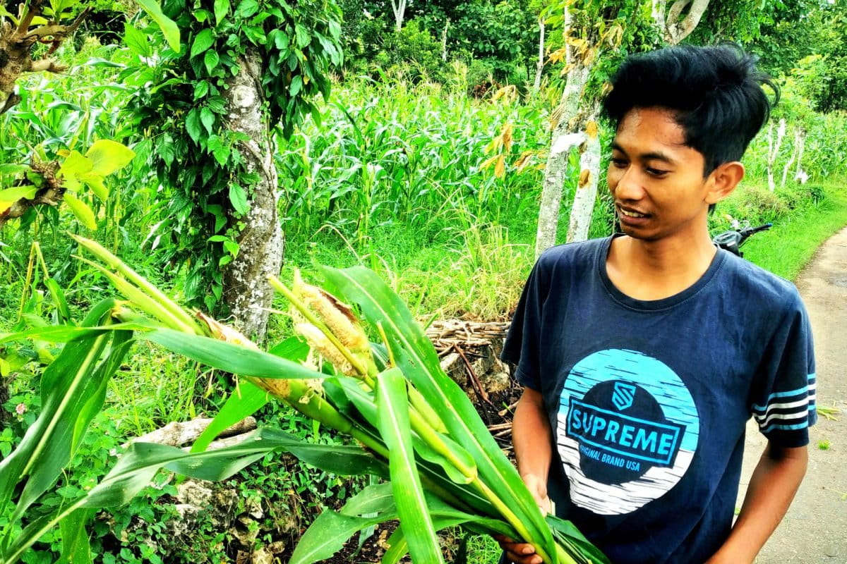 Tanaman jagung dipatahkan tikus. Foto: Moh Tamimi/ Mongabay Indonesia