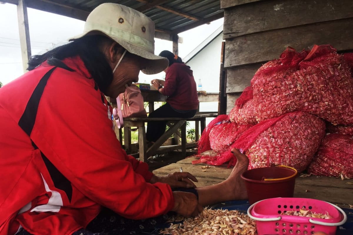 Sebagian petani di food estate memilih jual bawang hasil panen ke pasar sendiri. Kalau jual ke perusahaan offtaker, yang melalui koperasi terlebih dahulu, harga malah lebih rendah dari yang pengepul ambil. Petani pun kalau tak jual ke pasar langsung, ya ke pengepul. Foto: Barita News Lumbanbatu/ Mongabay Indonesia