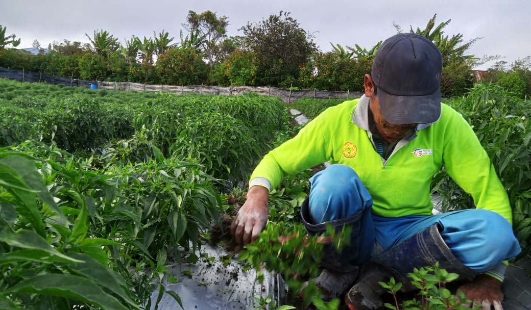 Petani di Humbang Hasundutan di area food estate. Foto: Barita News Lumbangbatu/ Mongabay Indonesia