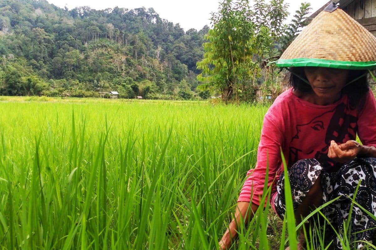 4.Para perempuan Toro bergotong royong membersihkan sawah dari hama dan gulma, Istilahnya Pinjam Tangan. Foto: Minnie Rivai/ Mongabay Indonesia