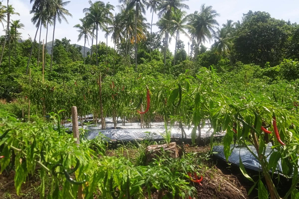 Kebun cabai organik siap panen, di Kota Ternate/ Mongabay Indonesia