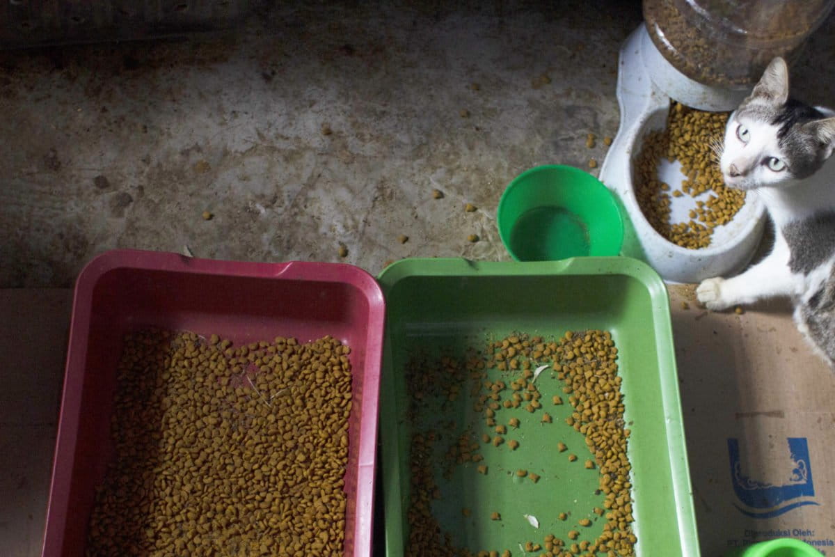 Kucing dalam perawatan diletakkan dalam ruang khusus agar tak tergabung dengan yang lain khawatir penyakit menular. Foto: Jaka HB/ Mongabay Indonesia 