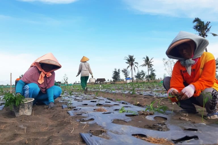 Para petani perempuan Kulonprogo, terus berjuang mempertahankan ruang hidup mereka yang terancam tambang pasir besi. Foto: Lusia Arumingtyas/ Mongabay Indonesia
