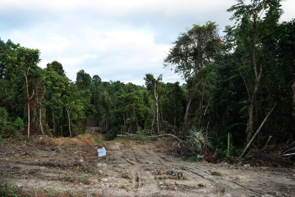 Ja lokasi yang baru dibuka. Foto: Asrida Elisabeth/ Mongabay Indonesia