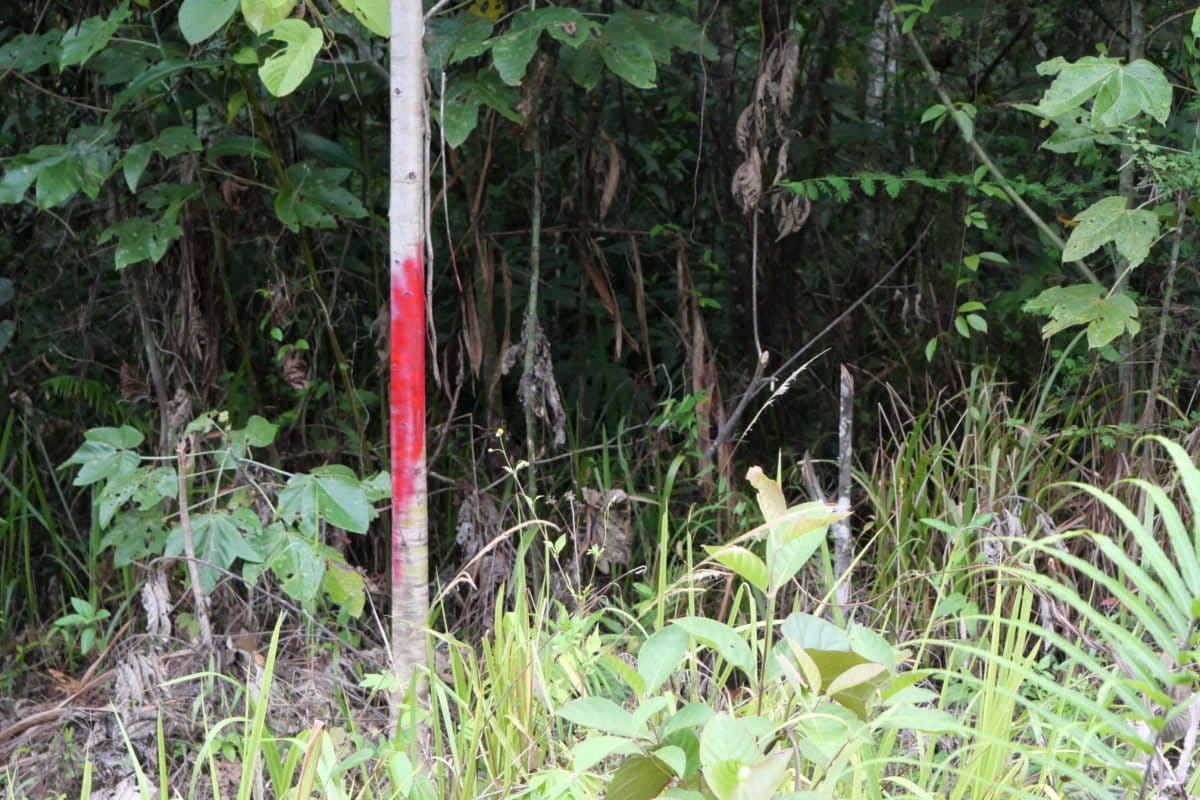 Pohon ditandai di jalur-jalur pembukaan jalan. Foto: Asrida Elisabeth/ Mongabay Indonesia