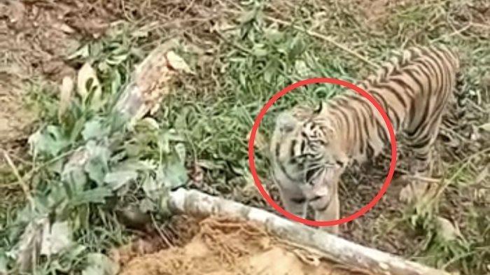 Harimau yang muncul saat perusahaan sawit sedang buka lahan di Pasaman Barat. Foto: screenshot video rekaman pekerja alat berat. 