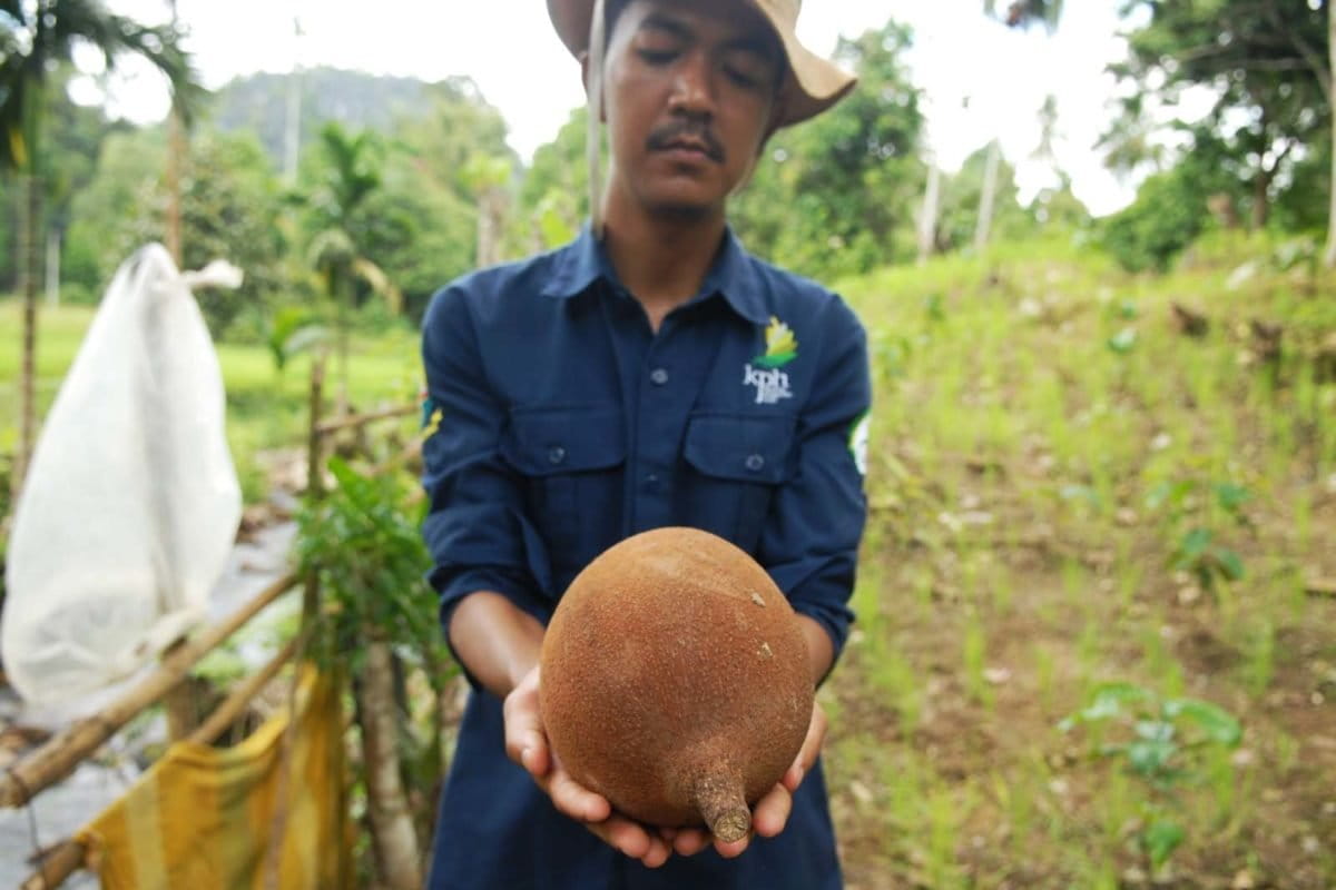 Buah kepayang, yang jadi andalam untuk bikin minyak di Desa raden Anom, Jambi. Foto: Elviza Diana/ Mongabay Indonesia