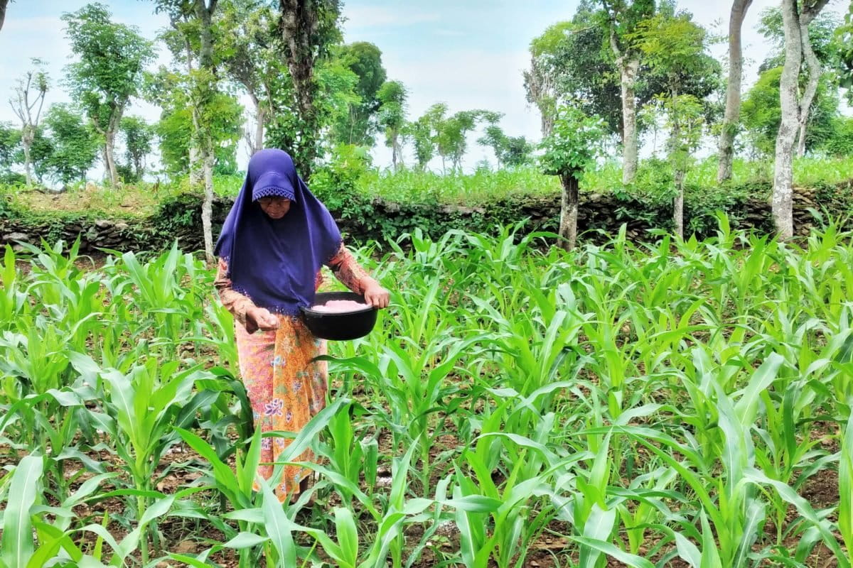 Petani saat masang pupuk ke tanaman jagungnya. Foto: Moh. Tamimi/Mongabay Indonesia