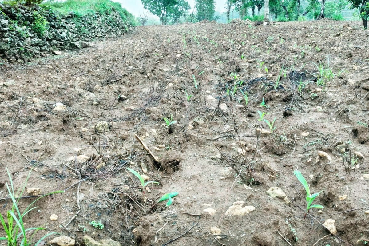 Benih jagung bantuan yang ditanam tidak tumbuh dengan baik. Moh. Tamimi/Mongabay Indonesia