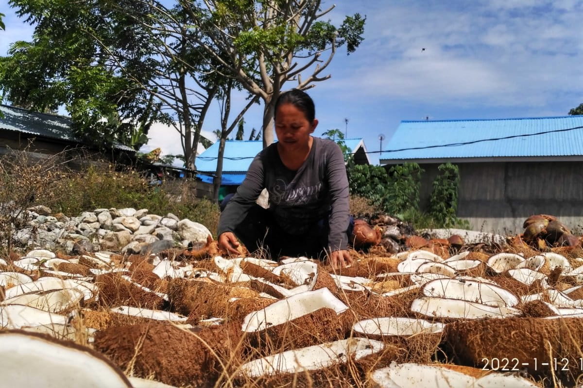 Farida sedang menjemur kelapa untuk kopra memanfaatkan kelapa yang ada di sekitar. Foto: Minnie Rivai/ Mongbay Indonesia