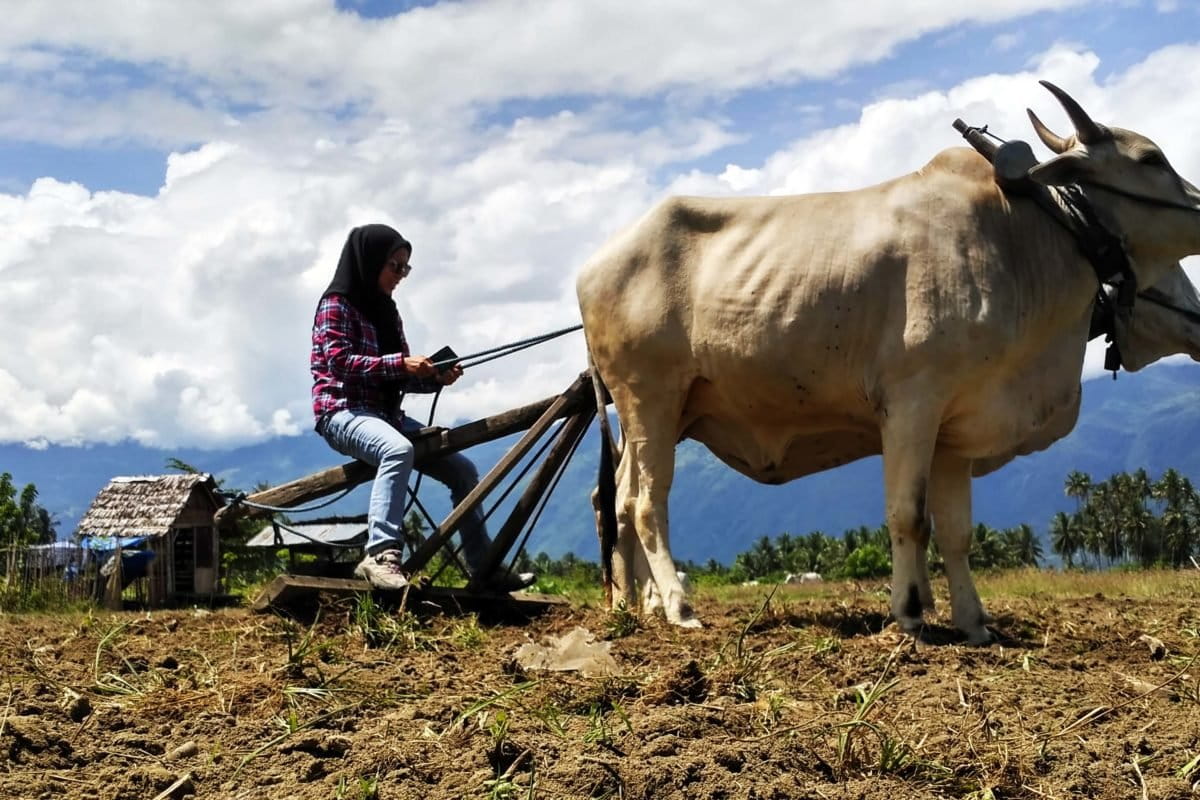 Bertani sulit, sebagian warga beralih mengembala ternak. Foto: Minnie Rivai/ Mongabay Indonesia