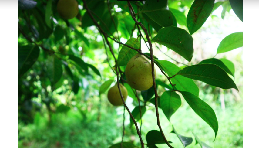 Buah pala. Foto: Jaka HB/ Mongabay Indonesia