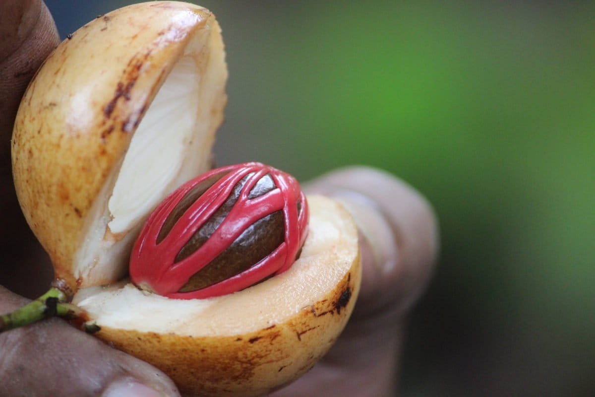 Buah pala usai panen. Foto: Sapariah Saturi/ Mongabay Indonesia