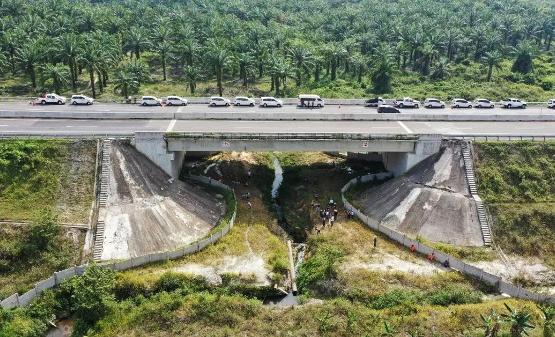 Codet, gajah SM Balai Raja, yang tinggal di Giam Siak, menyeberang lewayt halan tol. Habitat gajah makin menyusut sete;ah alih fungsi lahan dan hutan untuk berbagai peruntukan seperti kebun sawit sampai pembangunan jalan tol. Foto: SRF