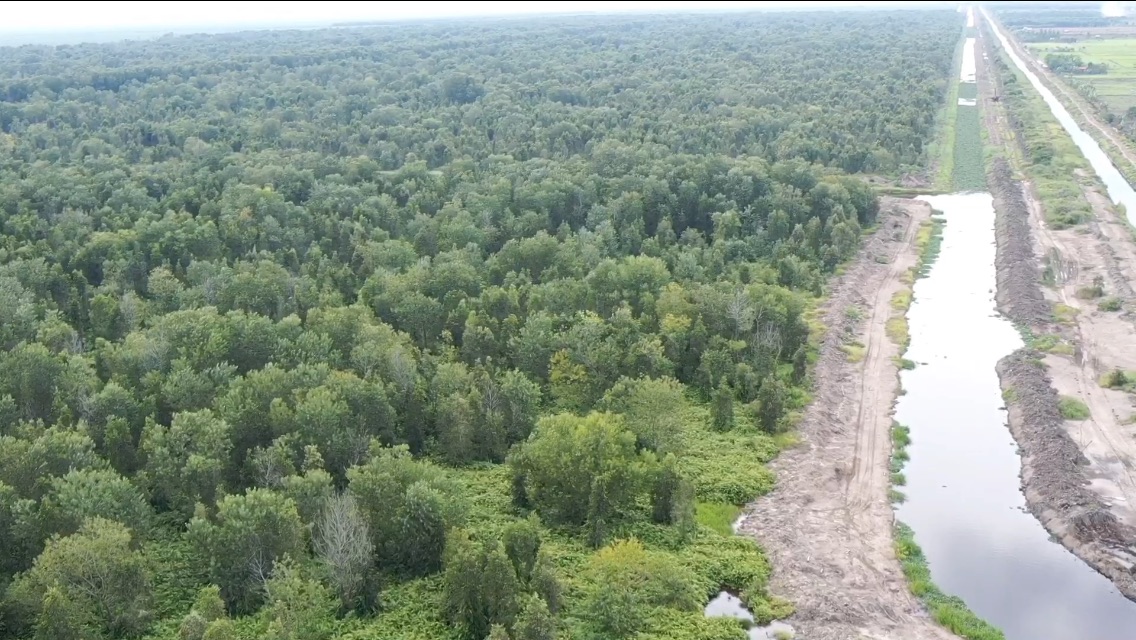 Kawasan hutan, rumah gajah, yang sudah menjadi perkebunan kayu, Foto: Richaldo Hariandja/ Mongabay Indonesia