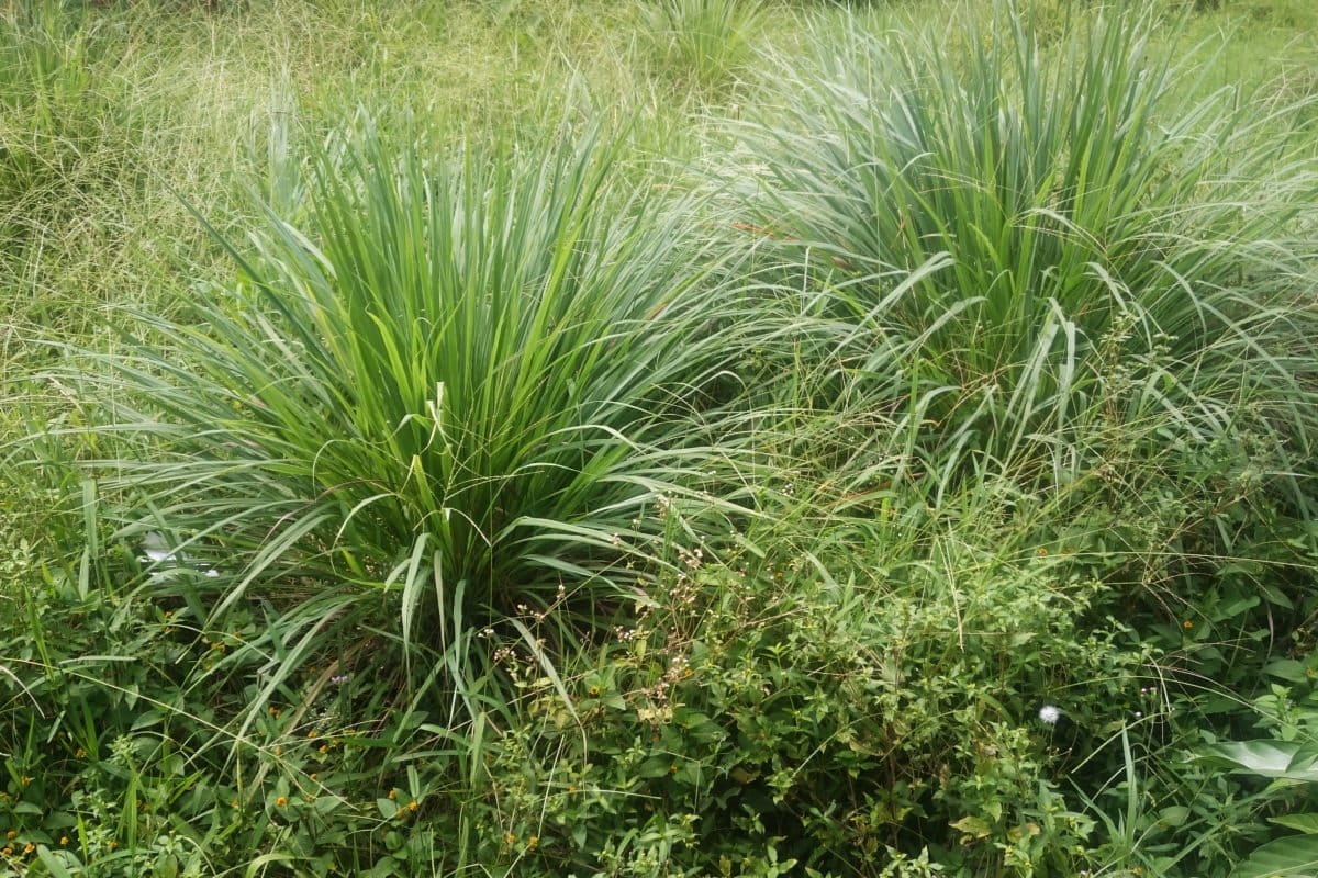 Tanaman serai di kebun. Foto: Nuswantoro/ Mongabay Indonesia