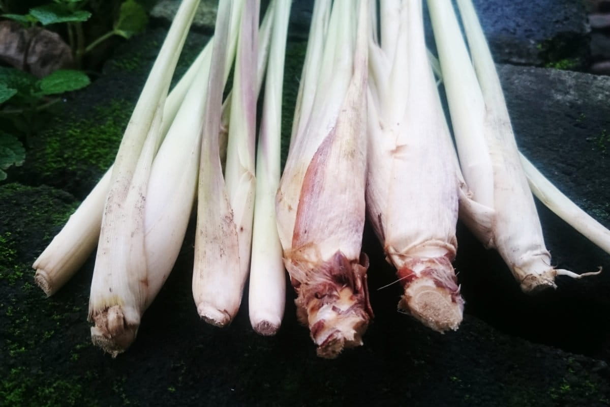 Serai dapur, sebagai bumbu masakan juga minuman. Foto: Nuswantoro/ Mongabay Indonesia