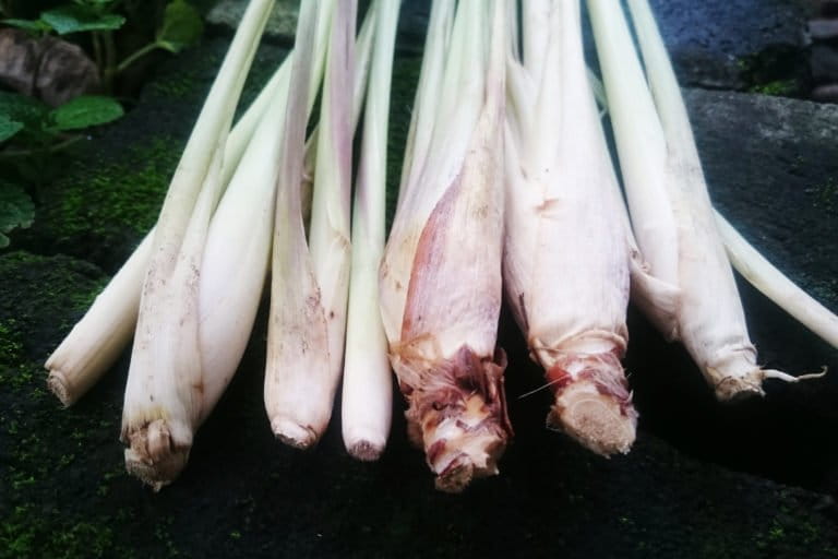 Serai dapur, sebagai bumbu masakan juga minuman. Foto: Nuswantoro/ Mongabay Indonesia