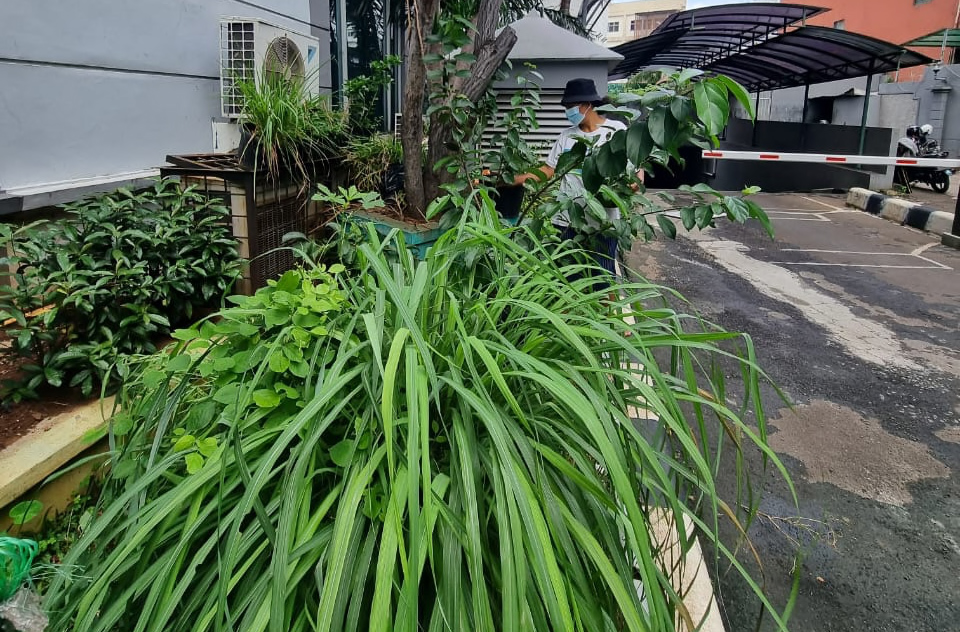 Serai wangi. Foto: Sapariah Saturi/ Mongabay Indonesia