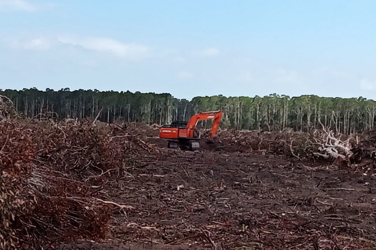 Alat berat perusahaan dan hutan Merauke yang terbabat. Foto: Koalisis organisasi masyarakat sipil
