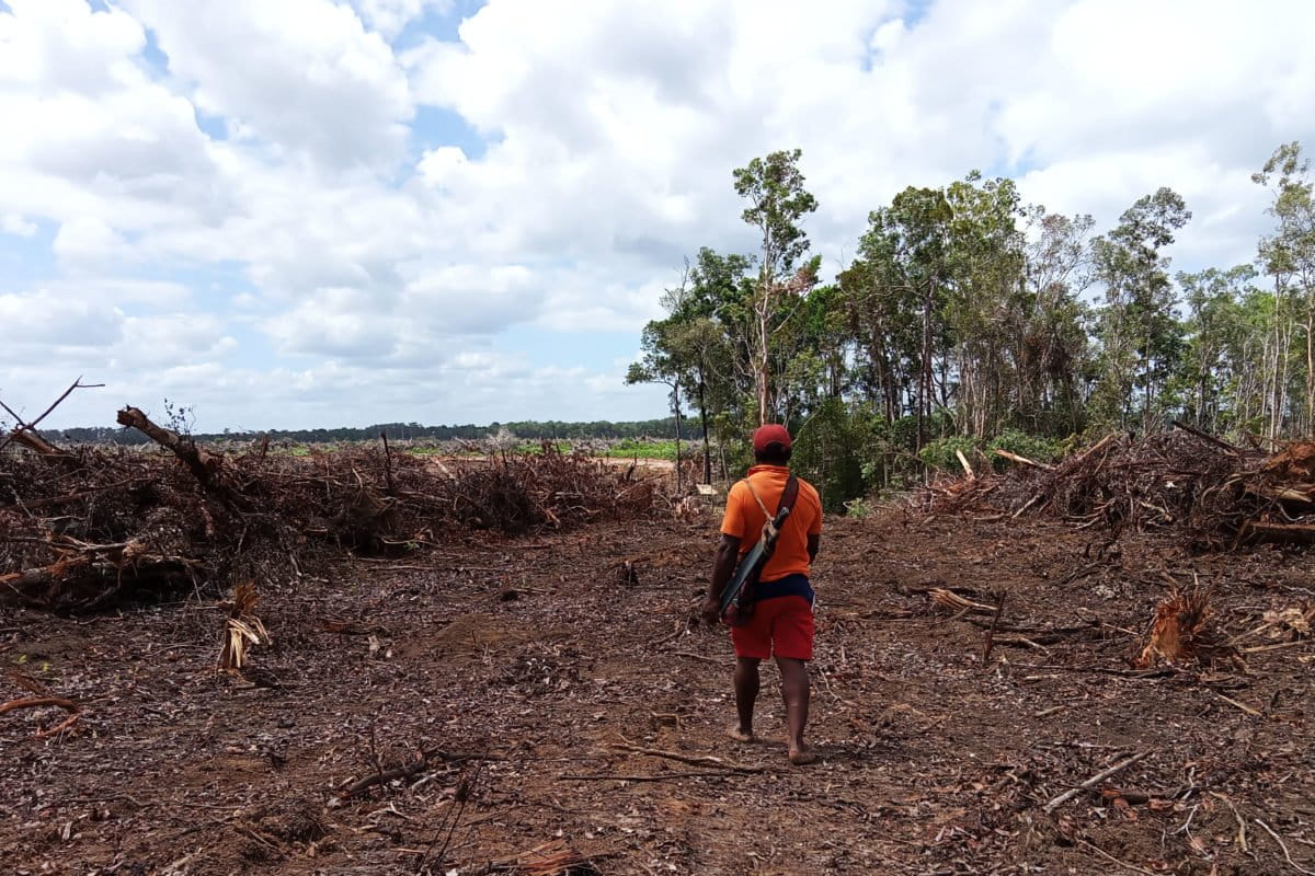 Deforestasi di Merauke, untuk jadi HTI. Foto: koalisi organisasi masyarakat sipil