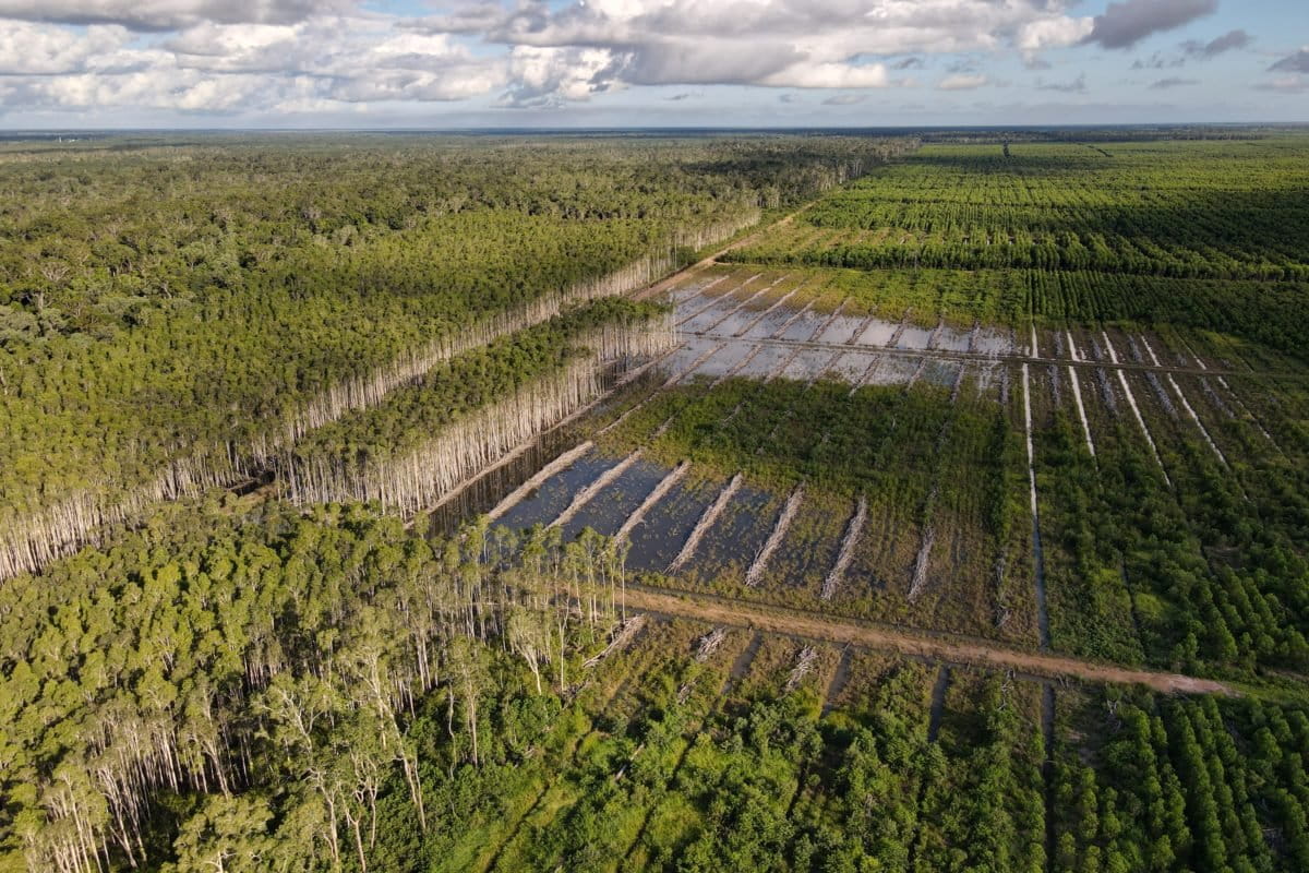 Kekayaan flora dan fauna Suku Marind pun perlahan hilang kala wilayah adat mereka akan jadi diubah jadi kebun kayu untuk industri kertas. Foto Yayasan Pusaka 2021