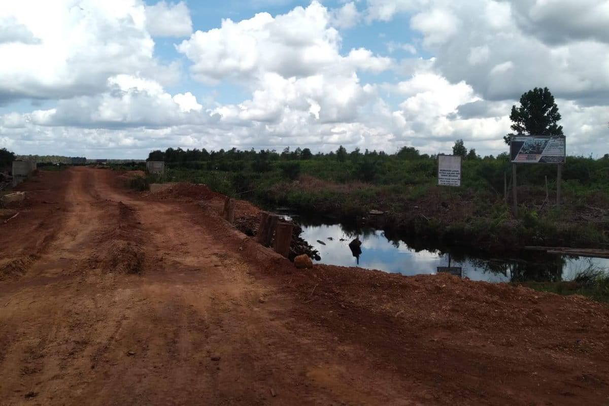 Kebun sawit yang dibangun di atas lahan gambut. Jalan masuk konsesi diberi tanah merah. Foto: Aseanty pahlevi/ Mongabay Indonesia