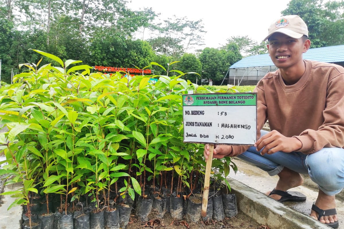 Bibit malahengo. Apakah pohon ini endemik Gorontalo? Foto: Sarjan Lahay/ Mongabay Indonesia