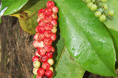 Buni. Foto: Kementerian Pertanian