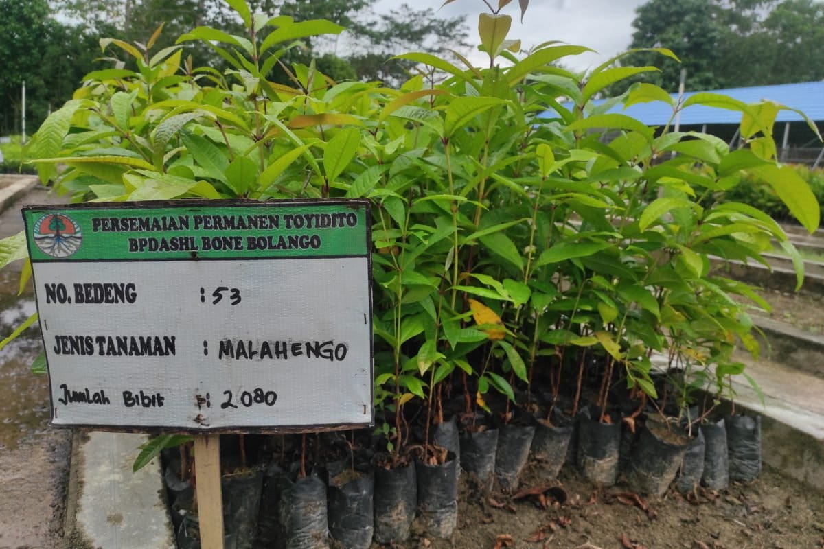 Pembibitan malahengo di Gorontalo. Foto: Sarjan Lahay/ Mongabay Indonesia