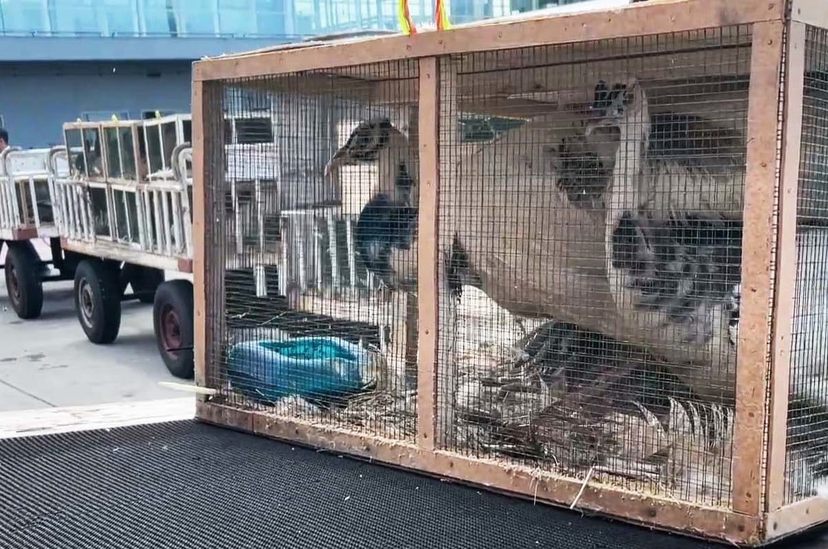 Bg-burung dari Afrika Selatan, yang dikembalikan ke negeara asal. Afsel, salah satu negara yang masuk daftar hitam Kementerian Pertanian karena rawan kemasukan penyakit dari satwa dan tumbuhan. Foto: Ayat S Karokaro/ Mongabay Indonesia.