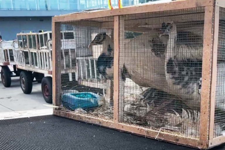Bg-burung dari Afrika Selatan, yang dikembalikan ke negeara asal. Afsel, salah satu negara yang masuk daftar hitam Kementerian Pertanian karena rawan kemasukan penyakit dari satwa dan tumbuhan. Foto: Ayat S Karokaro/ Mongabay Indonesia.