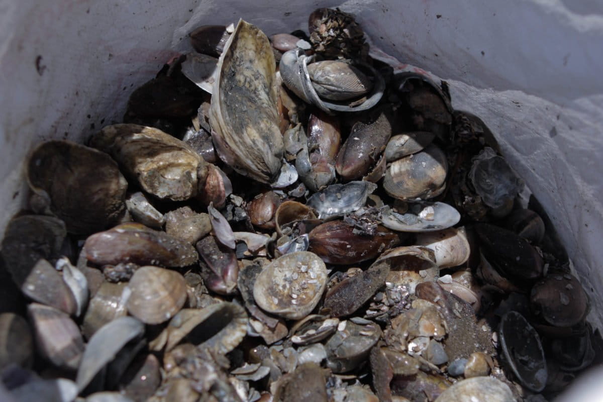 Kerang dari muara Sungai Sangkarra. Sungai ini sudah alami sedimentasi parah. Foto: Eko Rusdianto/ Mongabay Indonesia