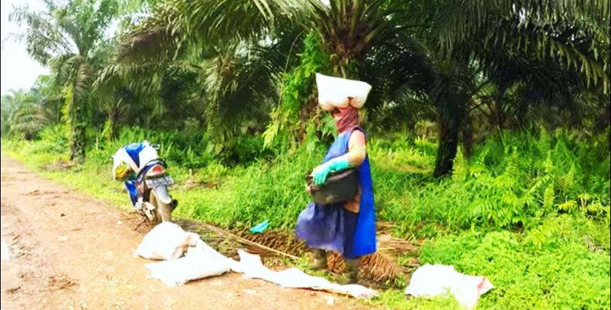 Pekerja perempuan di kabun swwit. Bekerja tanoa alat pengaman. Kebun sawit gunakan pupuk kimia dan pestisida, selain berbahaya bagi pekerja, zat-zat itu bisa larut ke perairan dan cemari sungai. Foto: Ecoton