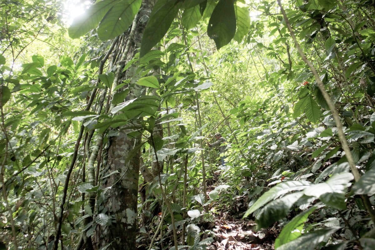 Cagar Alam Palupuh, FotoL Jaka HB/ Mongabay Indonesia