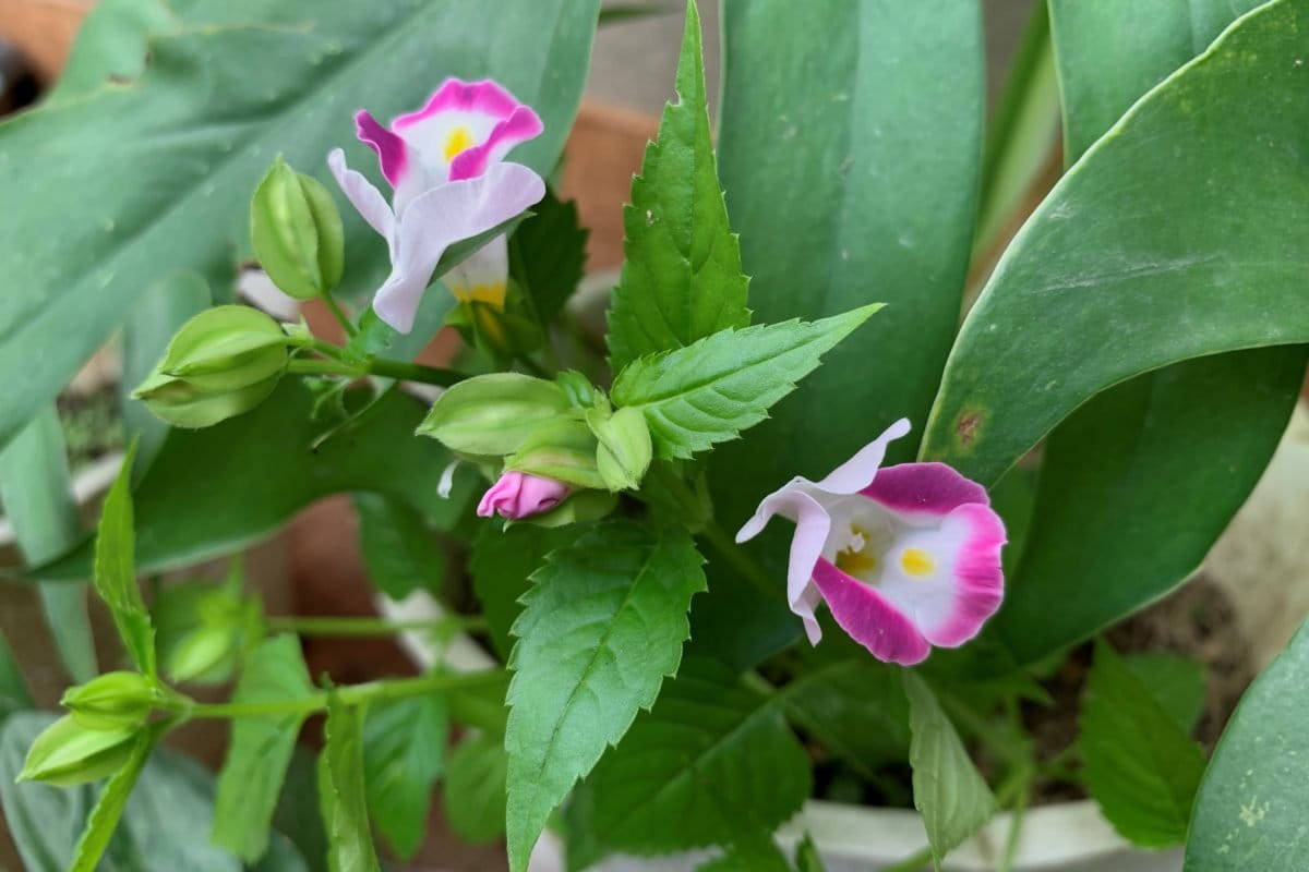 Belimbing tanah, salah satu obat tradisional di Muara Jambi. Foto: Yitno Suprapto/ Mongabay Indonesia