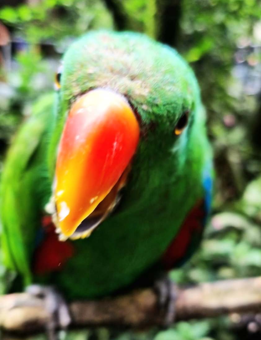 Nuri bayan, salah satu jenis paruh bengkok yang kerap jadi sasaran perburuan dan perdagangan ilegal. Foto: Sapariah Saturi/ Mongabay Indonesia