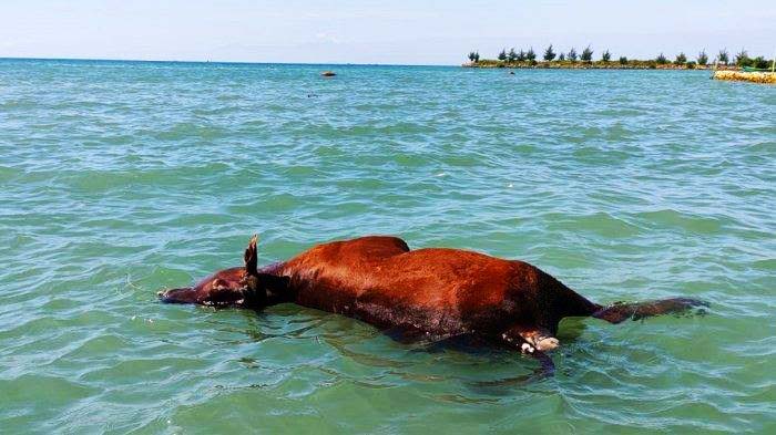 Sapi mati di perairan Sampang. Foto: dokumen warga
