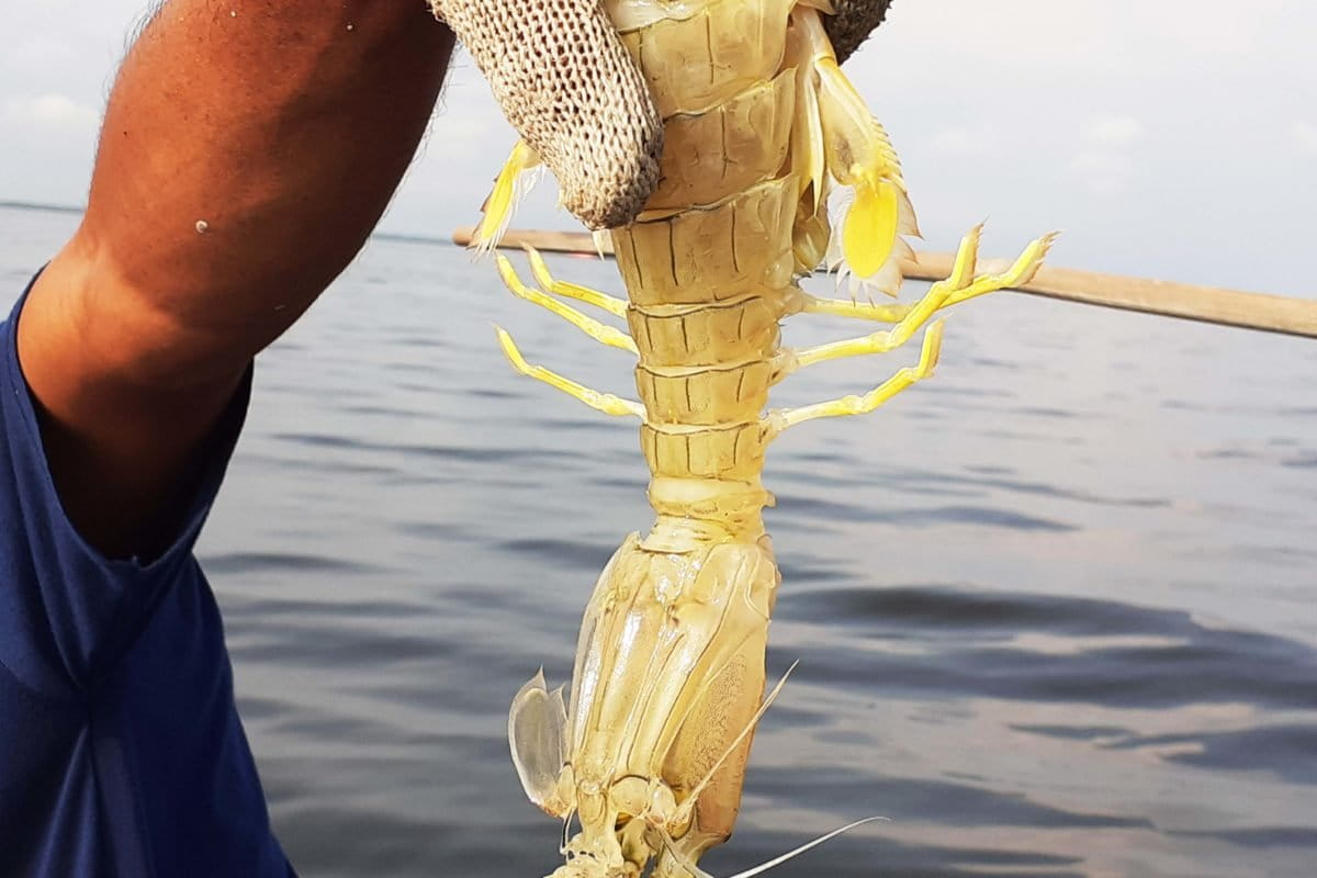 Udang, antara lain hasil tangkap nelayan tradisional Rupat. Foto: Suryadi. Mongabay Indonesia