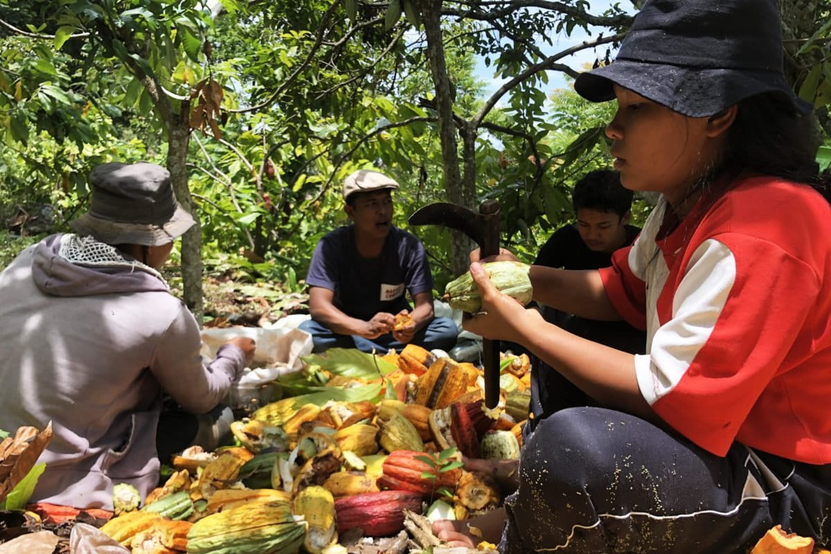 Panen kakao. Warga Sipandang sedang panen kakao. Foto: Baritanews Lumbanbatu/ Mongabay Indonesia