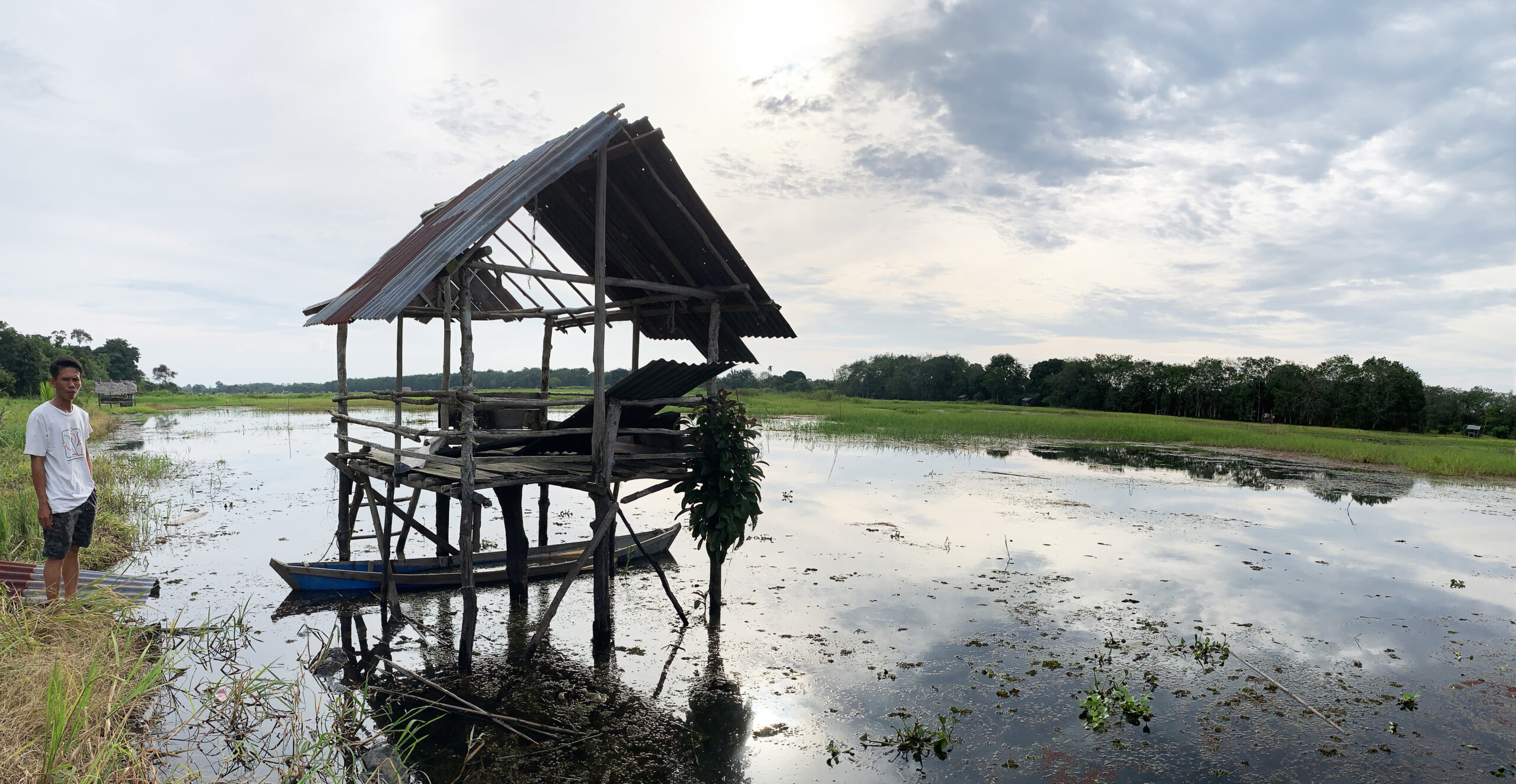 Sawah warga Sogo yang kebanjiran, tak bisa ditanami. Kalau dulu, air datang bisa leluasa mengalir, hingga tak merendam lama lahan pertanian warga. Kini, jalan air tak bisa lagi karena perusahaan sawit sudah bikin tanggul. Foto: Yitno Suprapto/ Mongabay Indonesia