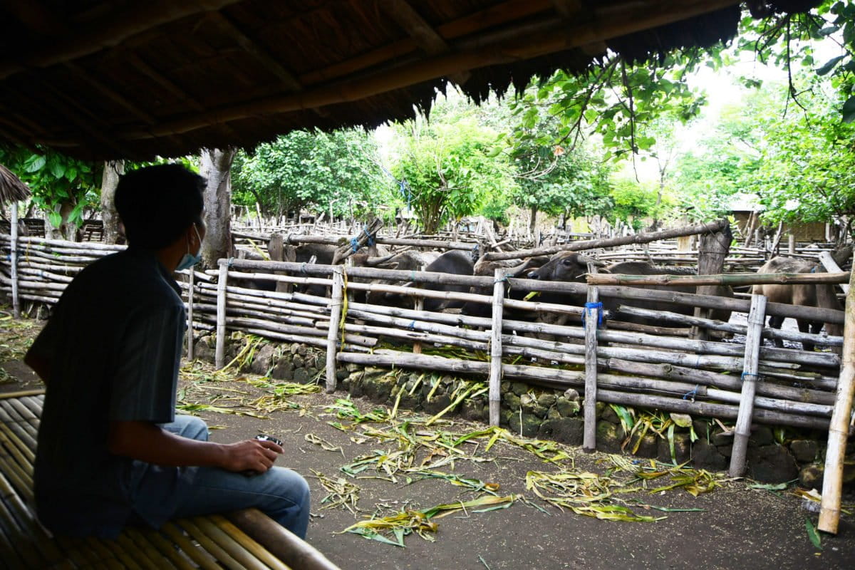 Agus Alwan sedang mengawasi kerbau milik keluarganya di kandang sementara di Pantai Tampah Boleq, Lombok Timur. Dia dan saudara-saudaranya bisa mengenyam pendidikan hingga perguruan tinggi berkat kerbau. Foto: Fathul Rakhman / Mongabay Indonesia