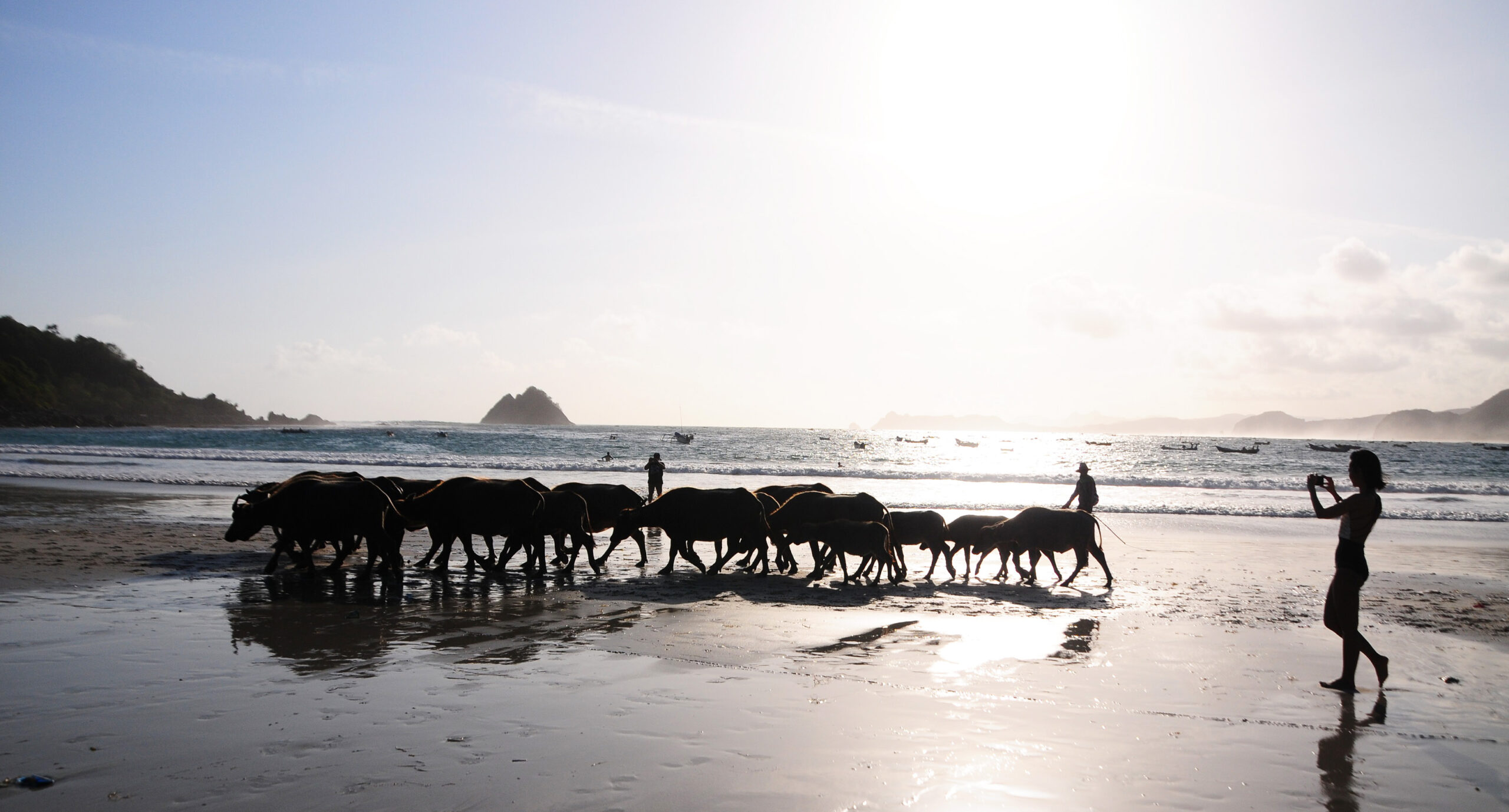 Wisatawan terpikat iringan kerbau yang melintas di Pantai Selong Belanak, Lombok Tengah. Pantai ini merupakan jalur utama kerbau mencari pakan dan kini rutenya mulai terganggu oleh berbagai pembangunan. Foto: Fathul Rakhman / Mongabay Indonesia