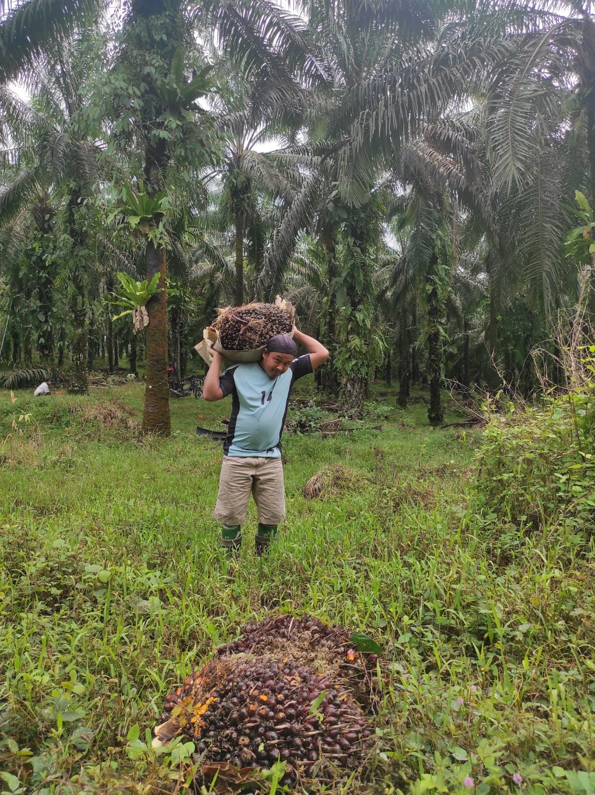 Petani sawit mandiri di Sekadau. Mereka was-was kalau sampai aturan baru Uni Eropa berlaku, berimbas ke mereka. Niatan dalam proposal itu baik, agar produk-produk berkelanjutan. Untuk itu, perlu peran pemerintah dan para pihak agar memberikan perhatian dan pendampingan pada petani mandiri. Foto: Aseanty Pahlevi/ Mongabay Indonesia 