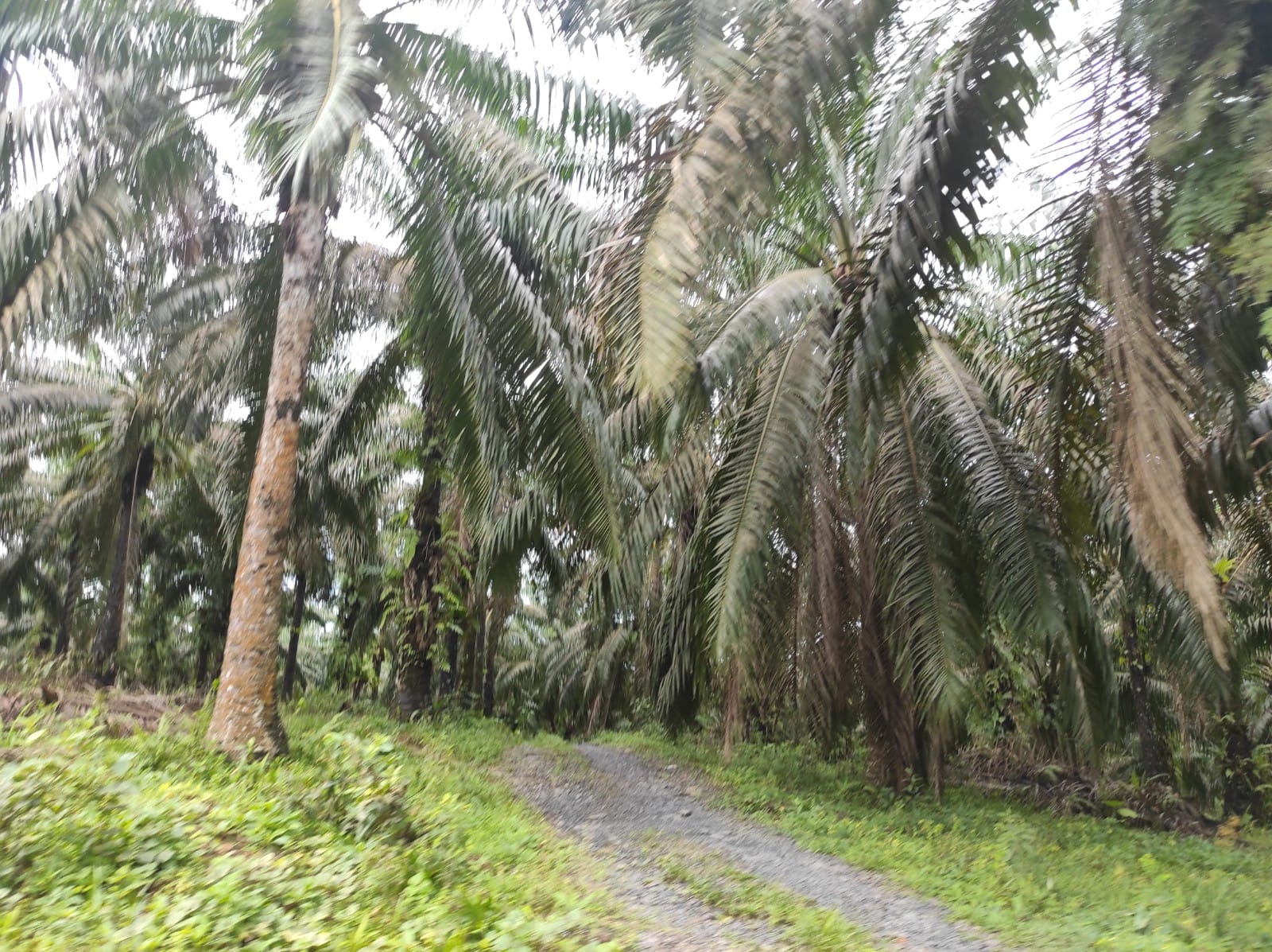 Kebun sawit petani mandiri di Sekadau. Foto: Aseanty Pahlevi/ Mongabay Indonesia